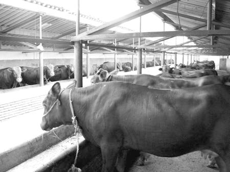 產(chǎn)業(yè)發(fā)展看平?jīng)觥捌經(jīng)黾t?！眽?nèi)開花墻外紅