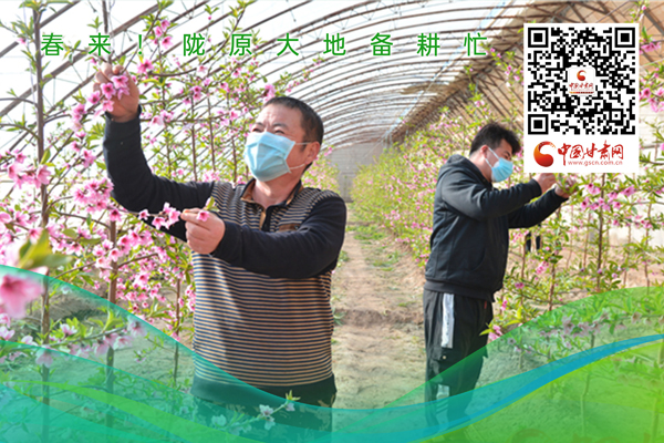 海報丨春來！隴原大地春耕忙