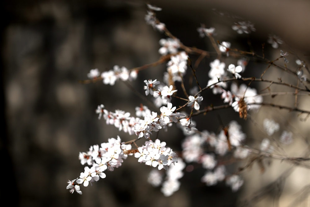 海報(bào)|花開(kāi)隴原，甘肅這些景區(qū)正在復(fù)蘇！