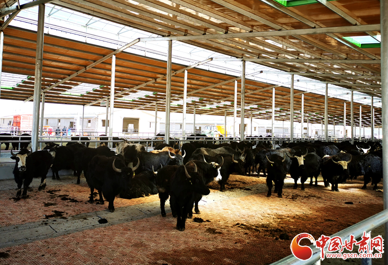 【甘肅省決戰(zhàn)決勝脫貧攻堅(jiān)】農(nóng)牧結(jié)合養(yǎng)起“脫貧?！?產(chǎn)業(yè)增效共唱“致富歌”