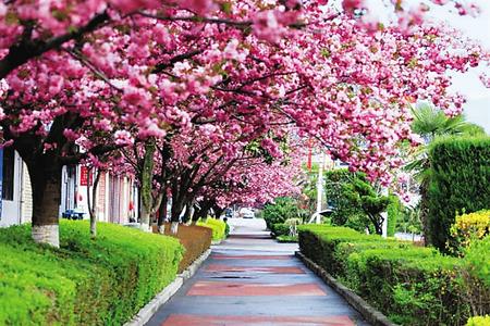 【印象隴原】去兩當，與櫻花赴約