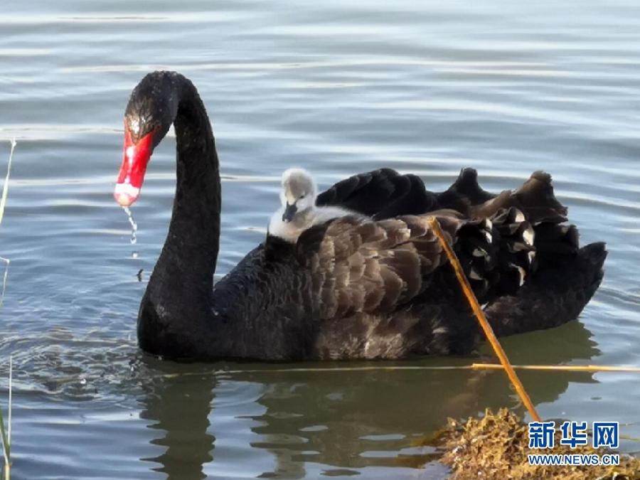 萌化了！黑天鵝寶寶出窩“游湖”