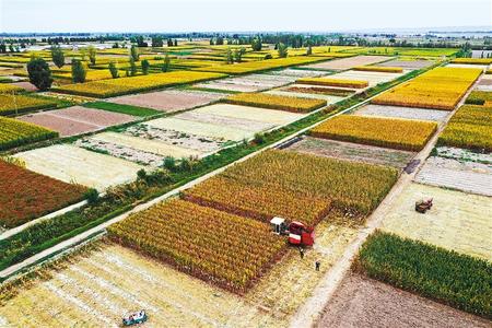 張掖高臺(tái)縣14.8萬畝商品玉米喜獲豐收