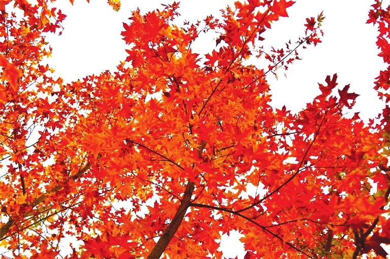 出彩啦！蘭州高校秋景驚艷來襲，快到秋日調(diào)色盤里pick你的母校