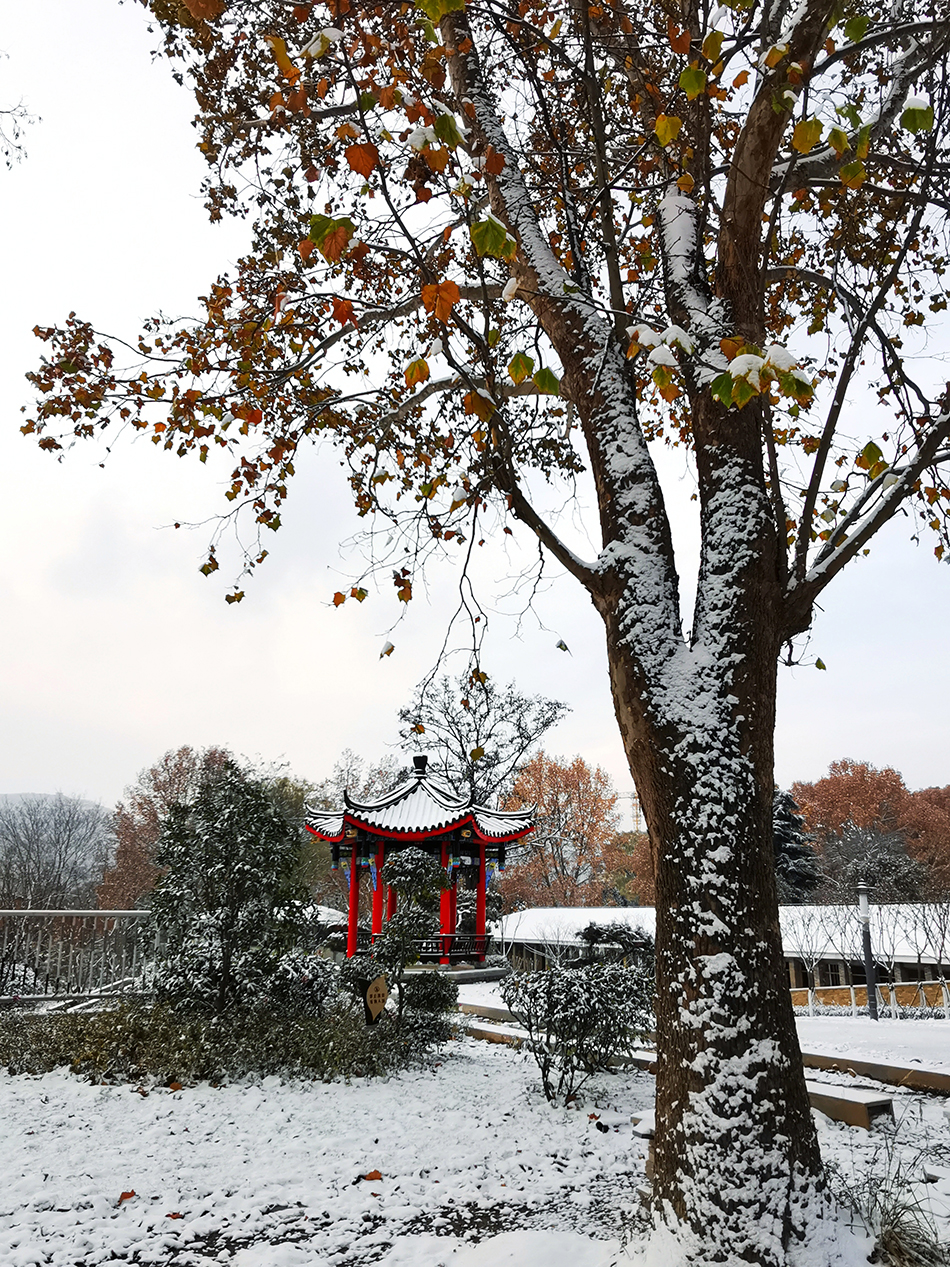 高清大圖|天水弘文園初雪，你喜歡嗎？