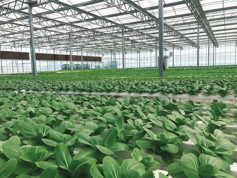 榆中做大做強高原夏菜產(chǎn)業(yè) 高品質(zhì)蔬菜走進(jìn)千家萬戶