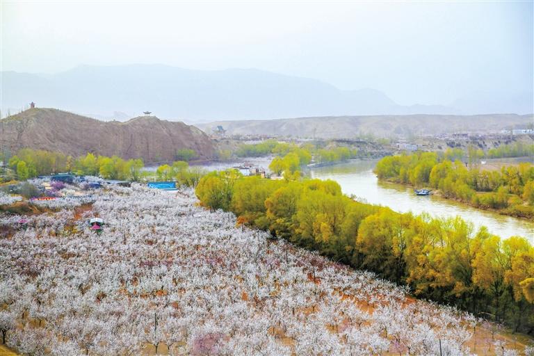 甘肅旅游丨唐汪杏花開 楚楚等君來 在這里賞花看丹霞，美哉！