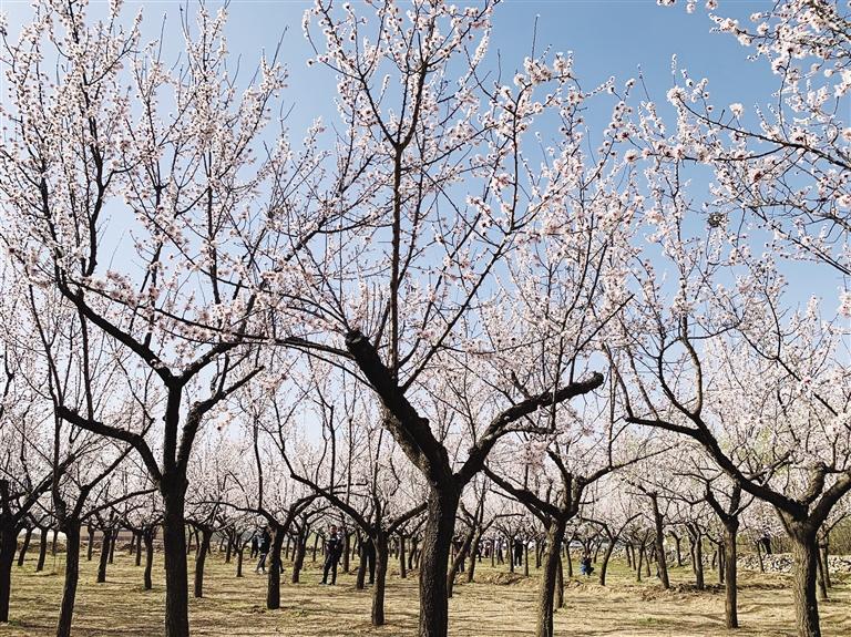 唐汪川的杏花開了！周邊游再添好去處