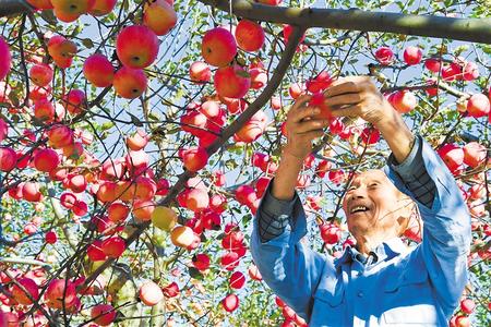 【偉大奇跡中的甘肅印記——甘肅脫貧攻堅紀實】產業(yè)扶貧 穩(wěn)定增收