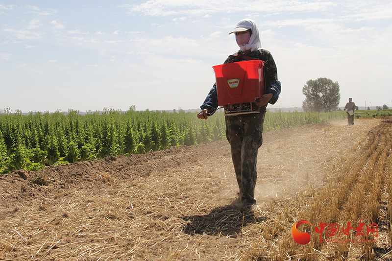 高臺宣化鎮(zhèn)：大田復(fù)種正當(dāng)時(shí) 夏播秋收增效益