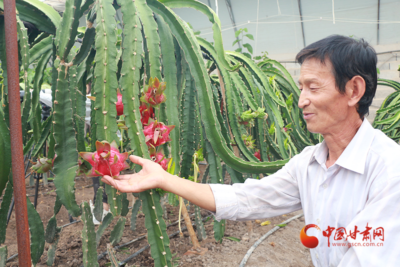 【小康圓夢(mèng)·看甘肅】瓜州：火龍果為致富“添”新路