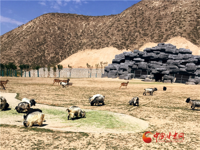 蘭州野生動物園迎來首批體驗(yàn)游客 全程乘坐小火車近距離接觸小動物