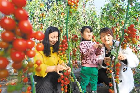 酒泉市肅州區(qū)東洞戈壁產(chǎn)業(yè)園里的圣女果、人參果陸續(xù)成熟上市