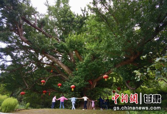 隴南徽縣境內(nèi)最古老的銀杏樹。當(dāng)?shù)貍髡f，它已有千年樹齡。（資料圖）殷春永 攝