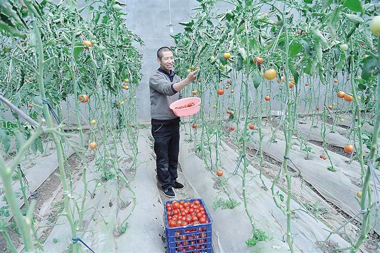 臨夏縣尹集、刁祁鎮(zhèn)易地扶貧搬遷后續(xù)產(chǎn)業(yè)園有日光溫室534座