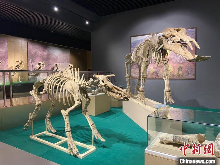 圖為5月底，和政縣古動物化石博物館內修復后的古生物化石。　高展 攝