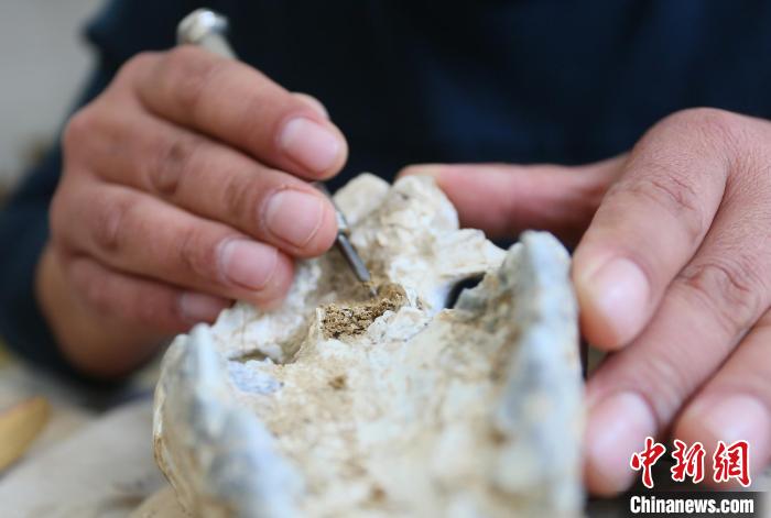 2022年6月，在和政古動物化石博物館內，古生物化石修復師對化石進行修復。(資料圖) 高展 攝