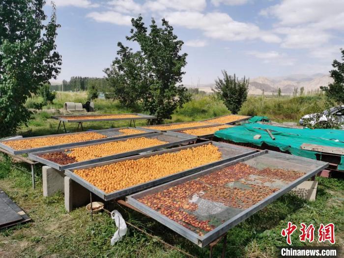 圖為肅北蒙古族自治縣的“李廣杏”。(資料圖) 受訪者供圖