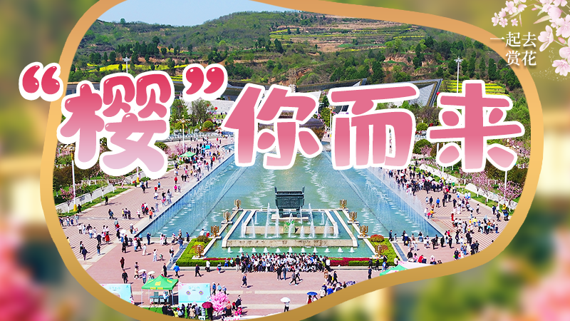 海報(bào)|春色爛漫，一組海報(bào)“云賞”櫻花盛開