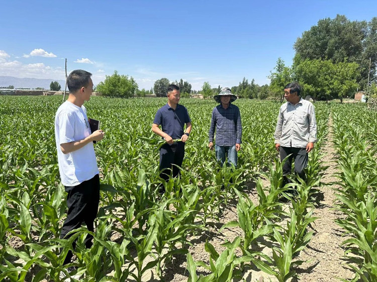 臨澤縣蓼泉鎮(zhèn)紀(jì)委工作人員深入田間地頭，現(xiàn)場了解玉米制種長勢和產(chǎn)業(yè)發(fā)展情況。.jpg