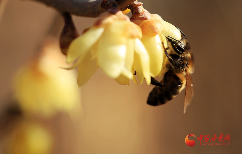 永靖：臘梅盛開 傳遞春的氣息