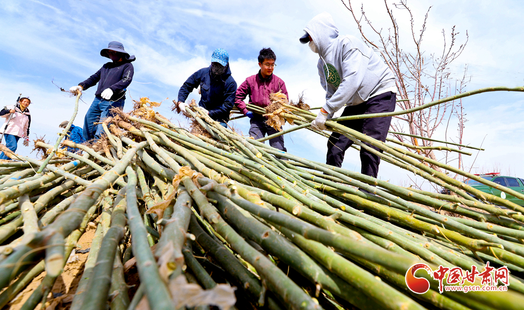 甘州：農(nóng)田林網(wǎng)添新綠