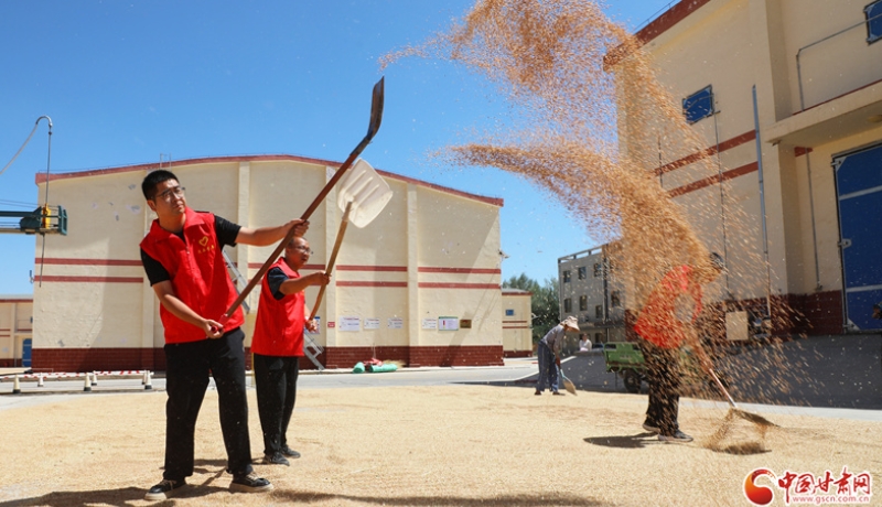 隴拍客丨民樂(lè)：金秋曬糧 顆粒歸倉(cāng)