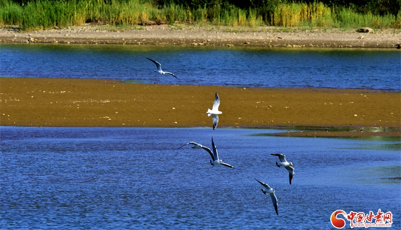 隴拍客丨臨澤秋日：雙泉湖與流沙河的靈動(dòng)畫卷
