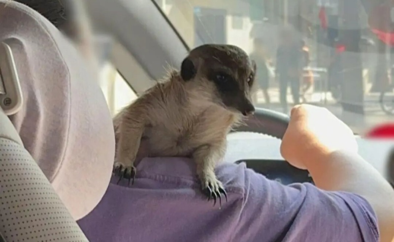 女乘客在順風(fēng)車(chē)內(nèi)被車(chē)主的狐獴咬傷多處